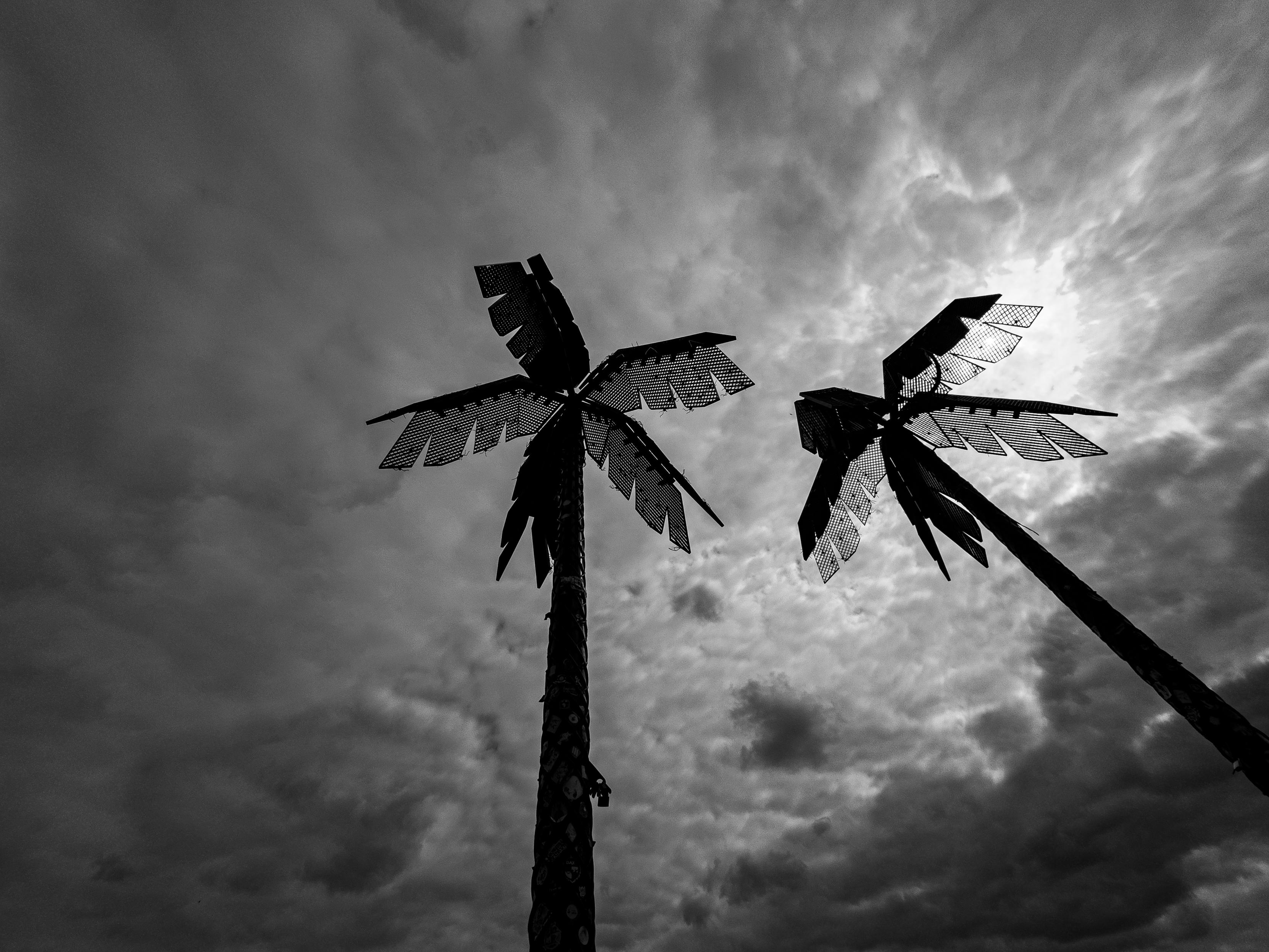 Zwei Palmen die in den bewölkten Himmel aufragen.